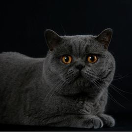 Cat-i-tude Harley